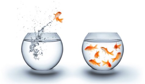 Cohesion - Fische im Glas Goldfisch der von einem in ein anderes Goldfischglas springen will