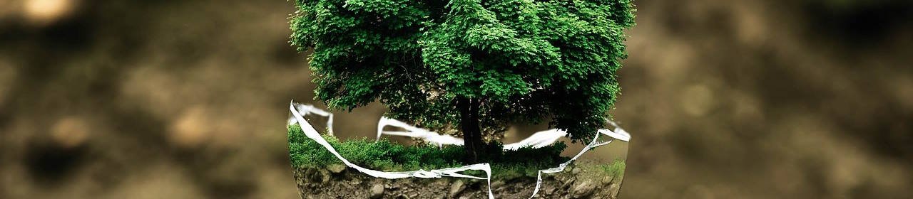 Darstellung eines Baumes in einer Art Eierschale (Titelbild) Darstellung eines Baumes in einer Art Eierschale (Titelbild)